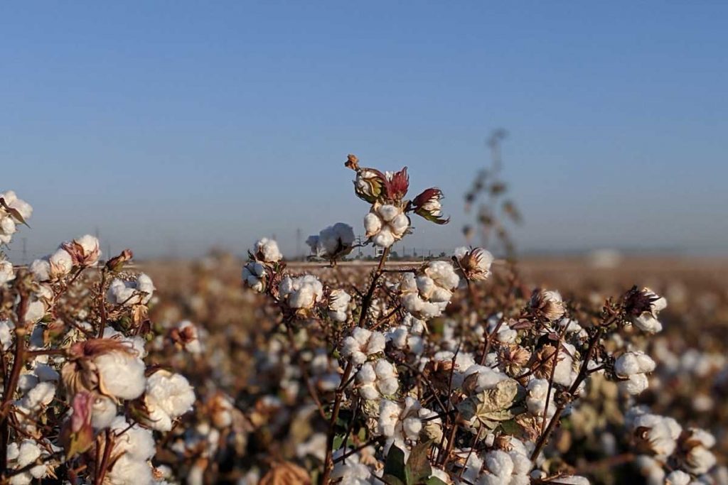 10 Cotton FAQs Answered Camotrek Backpacking Blog
